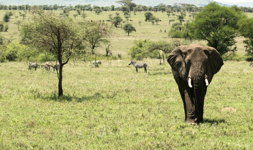 Best Time to Visit Serengeti National Park for Safari