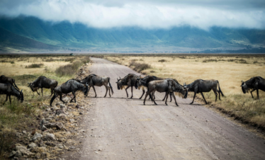 3 Days Private Safari