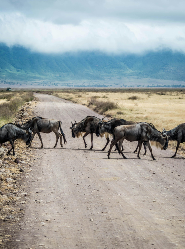 3 Days Private Safari