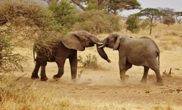 tanzania safari