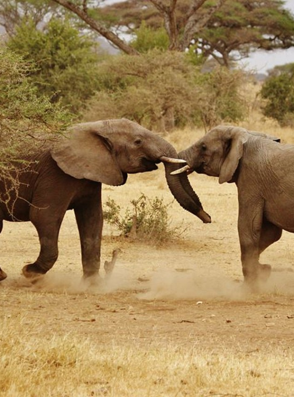Tanzania Safari