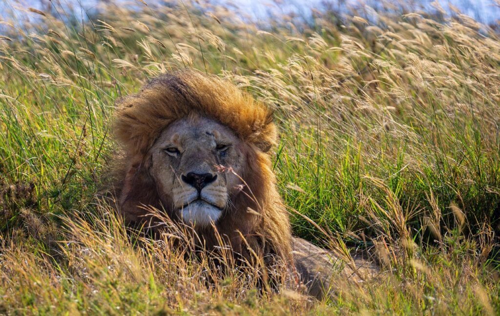 tanzania safari