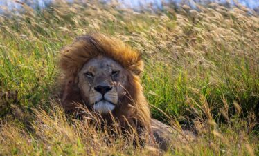 tanzania safari
