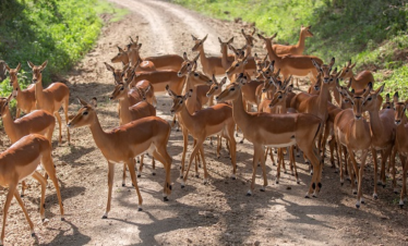 3 Days Camping Safari Tanzania