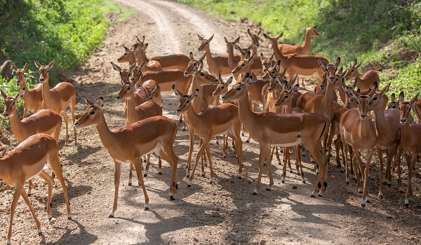 3 Days Camping Safari Tanzania