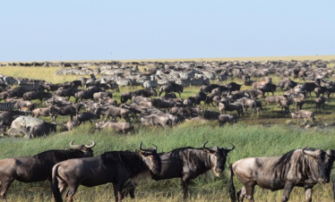 3 Days Camping Safari Tanzania