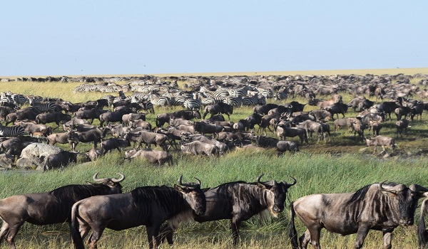 3 Days Camping Safari Tanzania