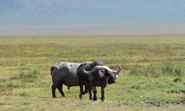 3 Days Camping Safari Tanzania