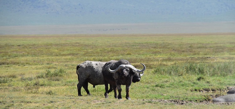 3 Days Camping Safari Tanzania