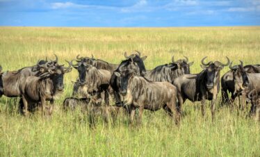 3 Days Serengeti Migration Safari