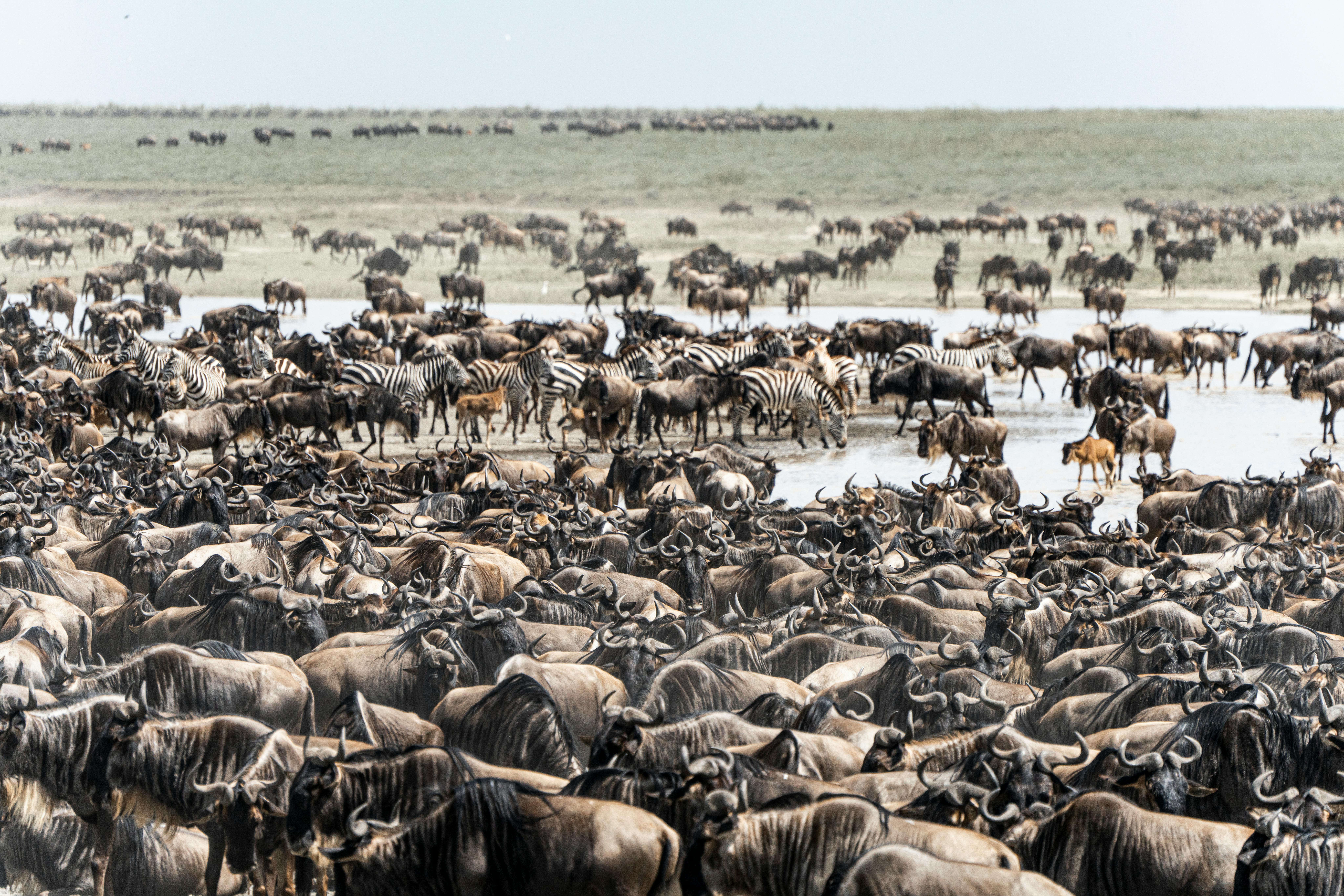 5 Days Serengeti Migration