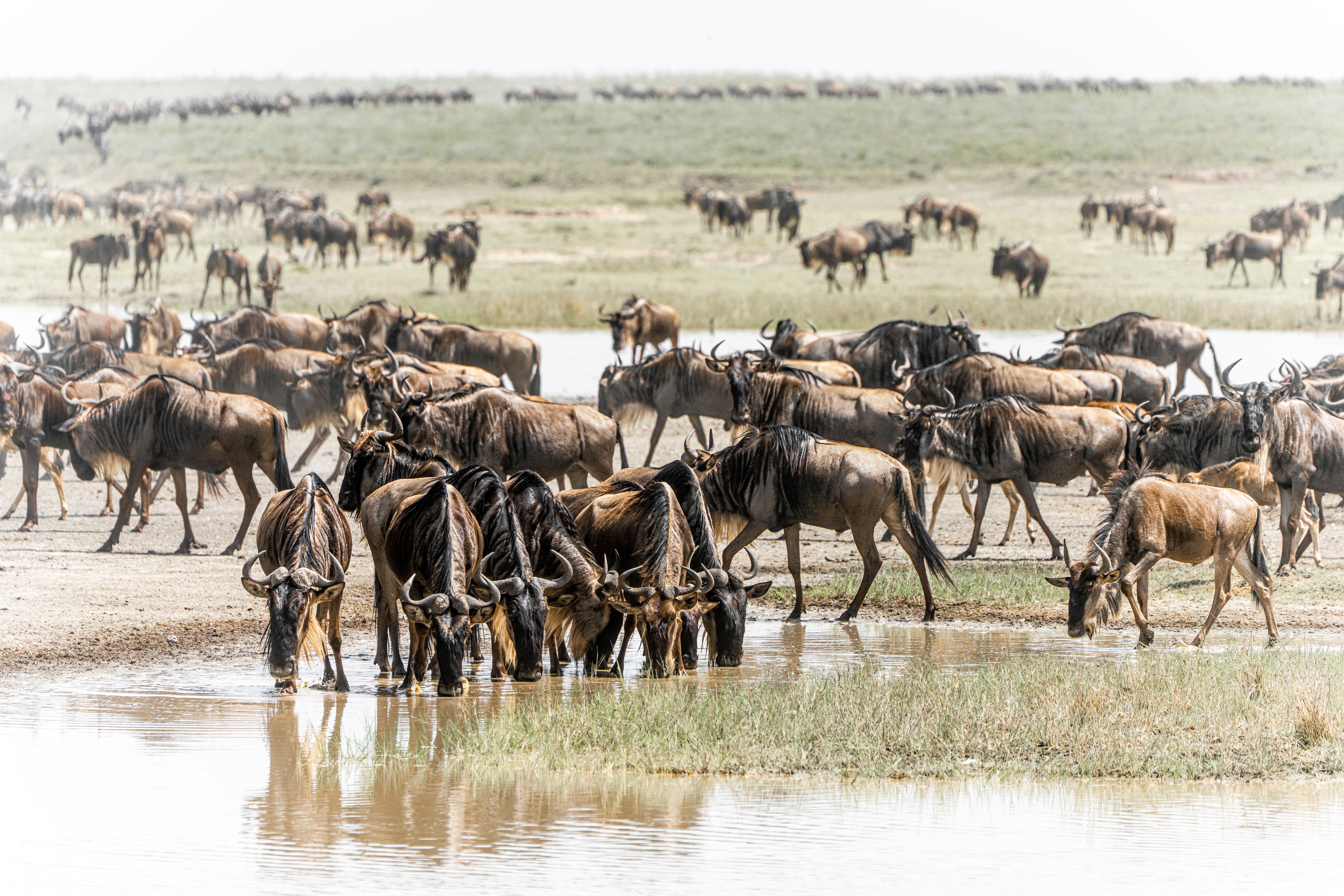 5 Days Serengeti Migration
