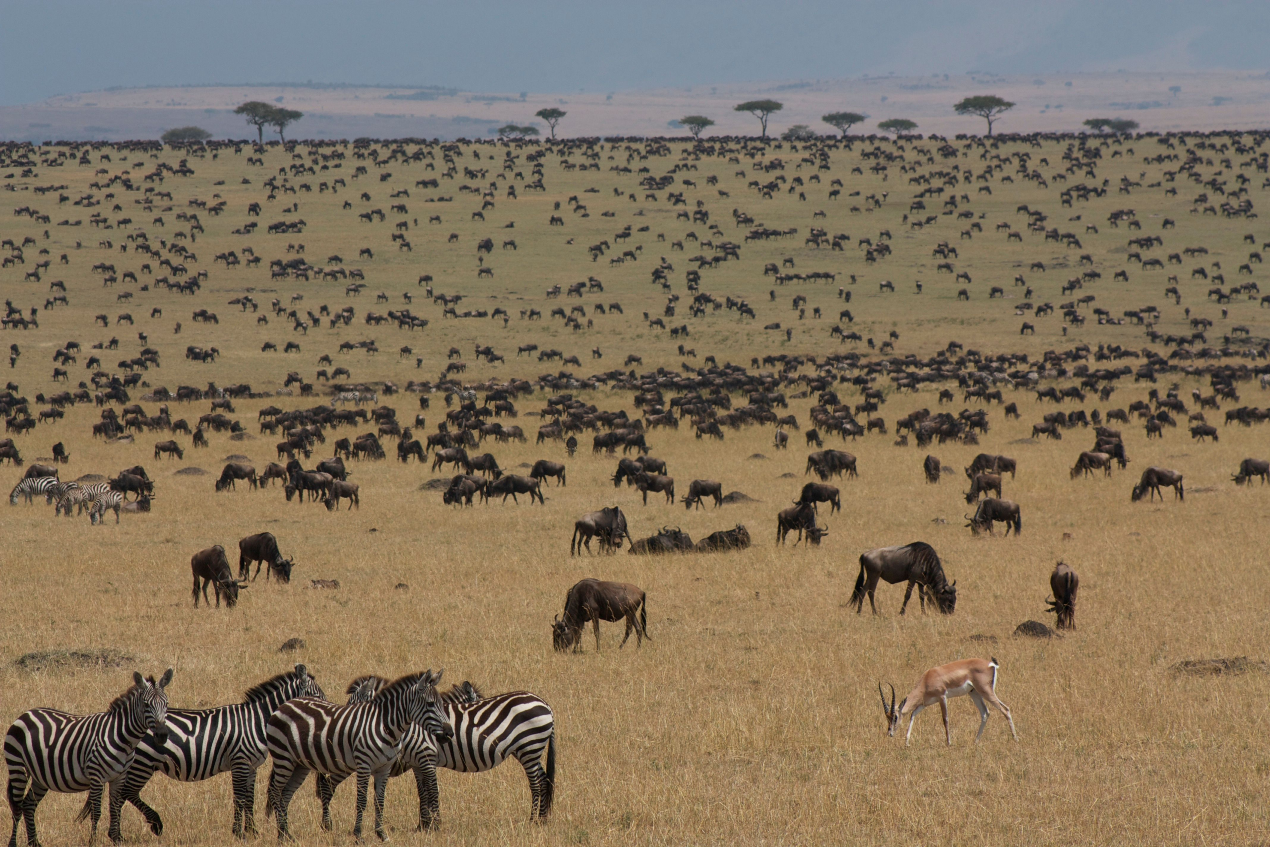 7 Days Serengeti Migration Safari