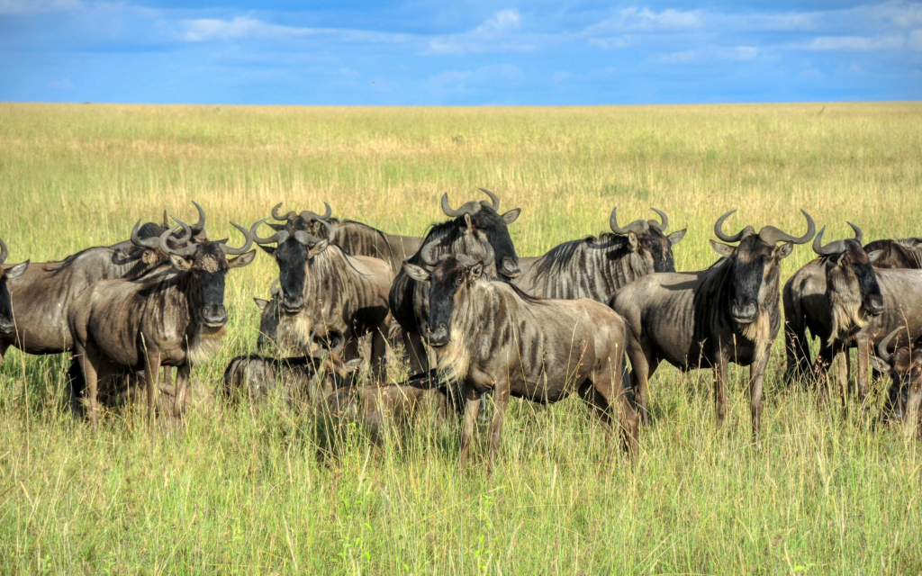 7 Days Serengeti Migration Safari