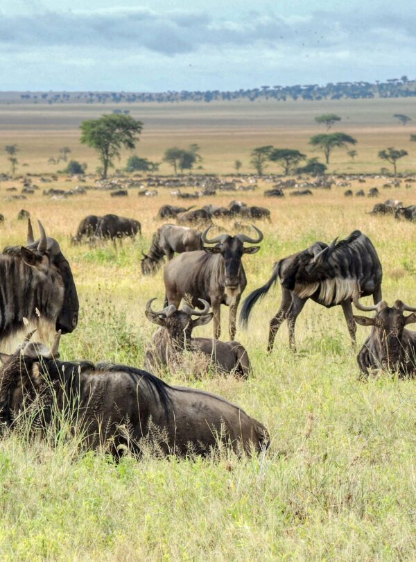 7 Days Serengeti Migration Safari