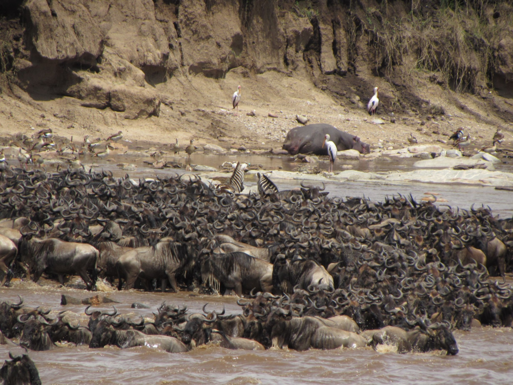 8 Days Serengeti Migration Safari
