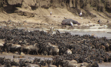 8 Days Serengeti Migration Safari