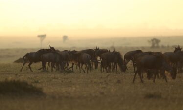 3 Days Serengeti Migration Safari
