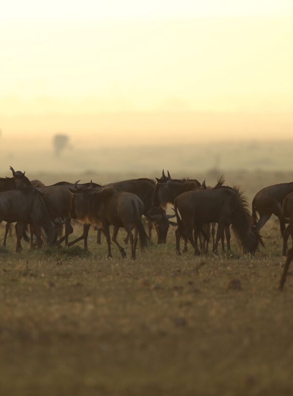 3 Days Serengeti Migration Safari
