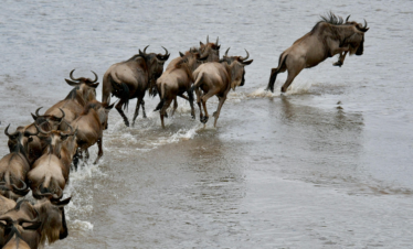 8 Days Serengeti Migration Safari