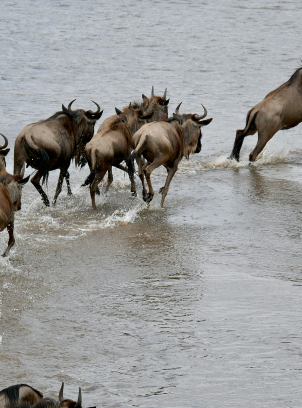 8 Days Serengeti Migration Safari