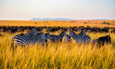 3 Days Serengeti Migration Safari