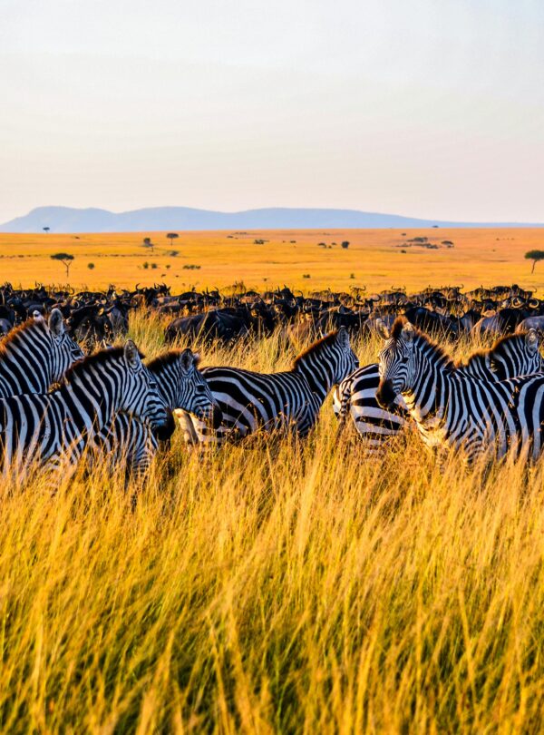 3 Days Serengeti Migration Safari