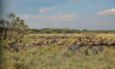 6 Days Serengeti Migration Safari