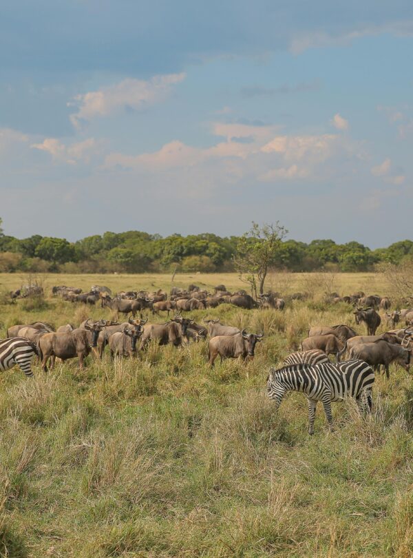 6 Days Serengeti Migration Safari