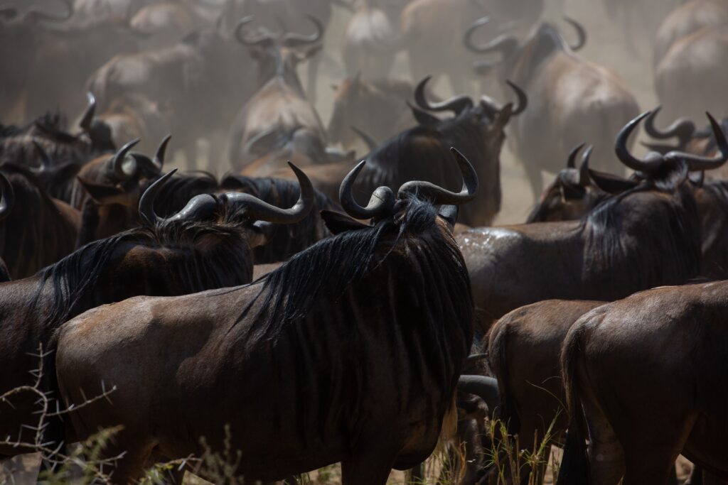 4 Days Serengeti Migration Safari