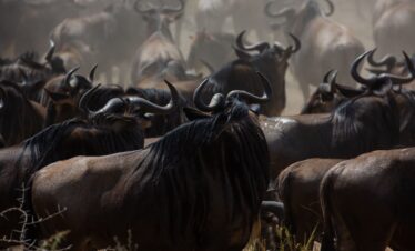 4 Days Serengeti Migration Safari