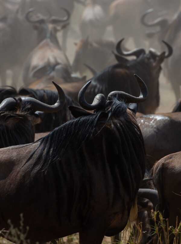 4 Days Serengeti Migration Safari