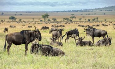 4 Days Serengeti Migration Safari