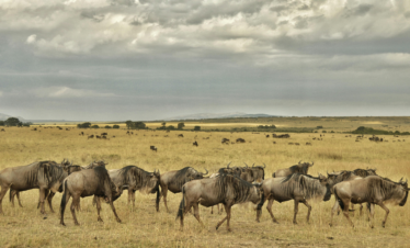 6 Days Serengeti Migration Safari
