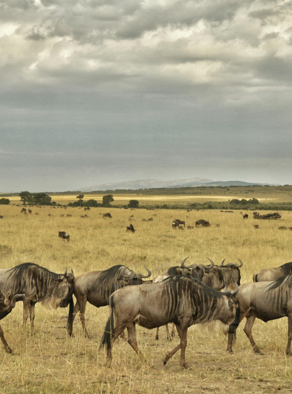 6 Days Serengeti Migration Safari