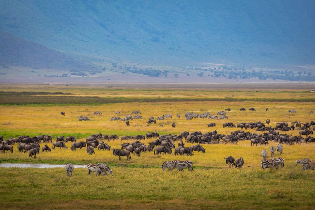 6 Days Serengeti Migration Safari