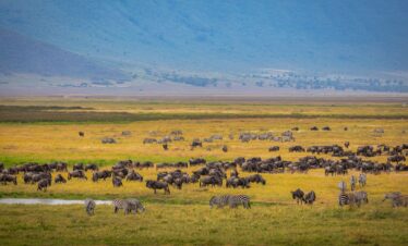 6 Days Serengeti Migration Safari