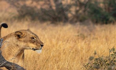 4 Days Private Safari in Tanzania
