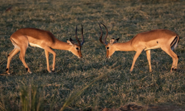 Arusha National Park