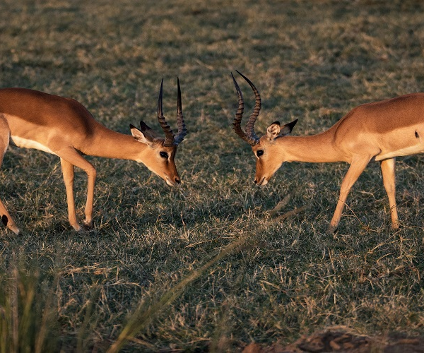Arusha National Park