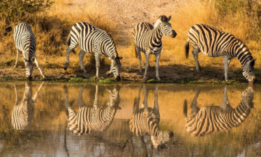 8 Days Serengeti Migration Safari