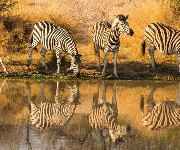 8 Days Serengeti Migration Safari