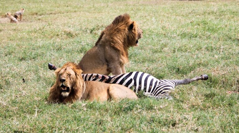 Tarangire National Park
