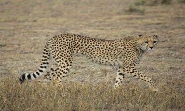 Tarangire National Park