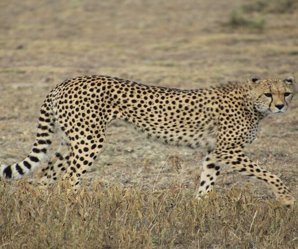 Tarangire National Park