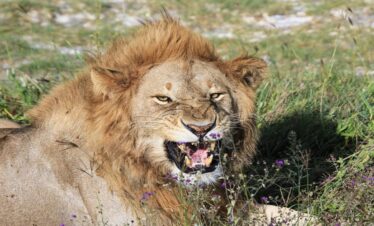 6 Days Joining Safari in Tanzania