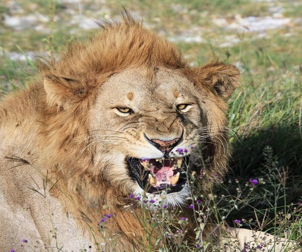 6 Days Joining Safari in Tanzania