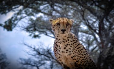 6 Days Joining Safari in Tanzania