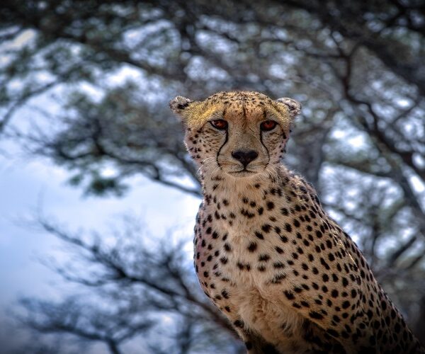 6 Days Joining Safari in Tanzania