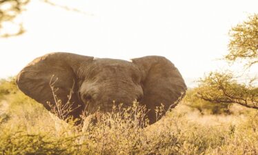 6 Days Joining Safari in Tanzania